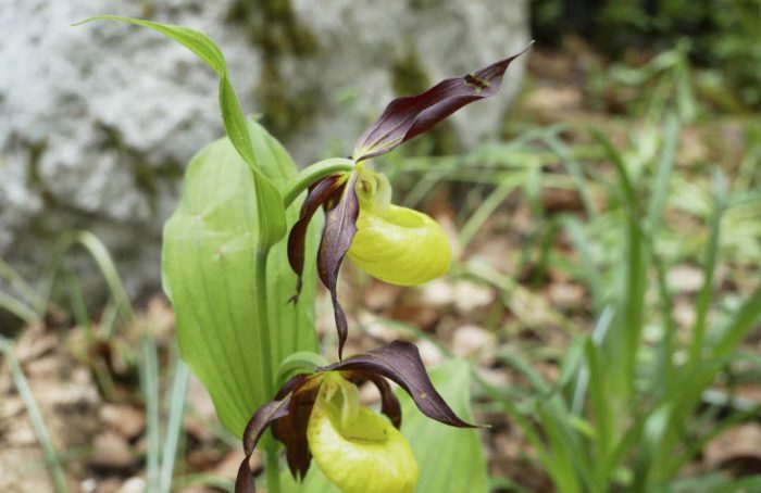 Gelbe Frauenschuh-Orchidee Nahaufnahme einer gelben Frauenschuh-Orchidee mit dunkelvioletten Blütenblättern vor grünem, unscharfem Hintergrund.