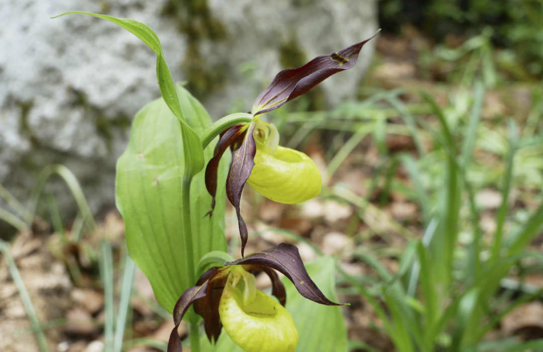 Gelbe Frauenschuh-Orchidee Nahaufnahme einer gelben Frauenschuh-Orchidee mit dunkelvioletten Blütenblättern vor grünem, unscharfem Hintergrund.